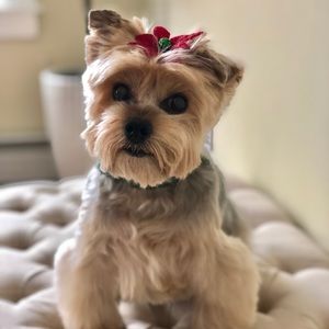 Meet your Posher, Elisabeth